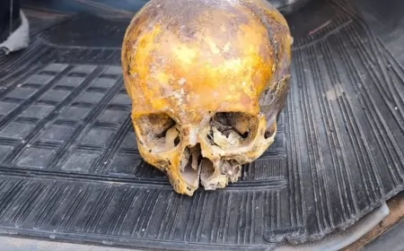 Crânio humano é encontrado no lixo dentro de uma sacola, em Francisco Beltrão