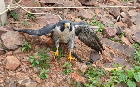 Falcão peregrino ferido que percorreu 7,3 mil quilômetros desde os EUA é resgatado no PR