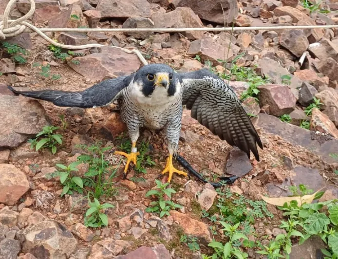 Falcão peregrino ferido que percorreu 7,3 mil quilômetros desde os EUA é resgatado no PR