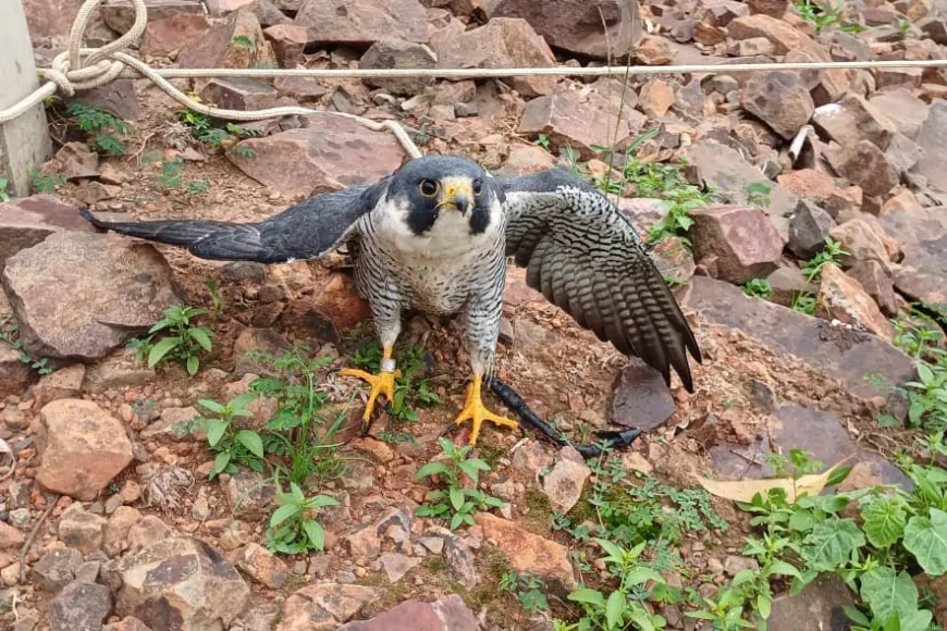 Falcão peregrino ferido que percorreu 7,3 mil quilômetros desde os EUA é resgatado no PR