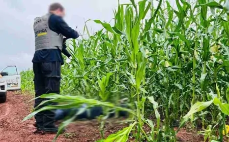 Homem é executado a tiros em milharal de Santa Terezinha de Itaipu